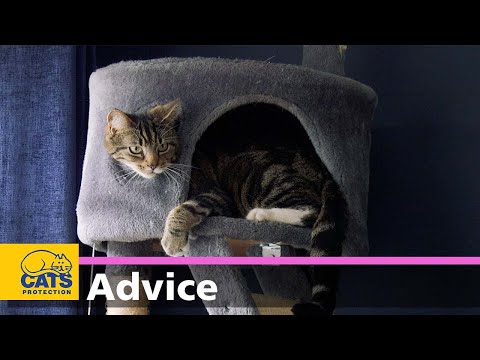 Should I get a second cat? | Cats Protection