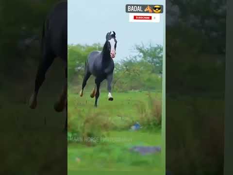 , title : 'Most Powerful Horses in the World #youtubeshorts #shorts #youtube #shortvideo #video'