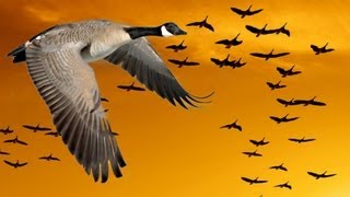 Wisdom of Geese (Motivational)