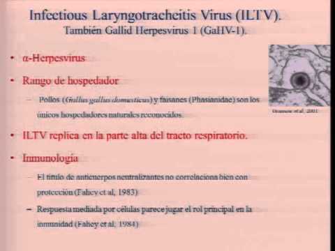 , title : 'Diagnostico de Laringotraqueitis Infecciosa Aviar'