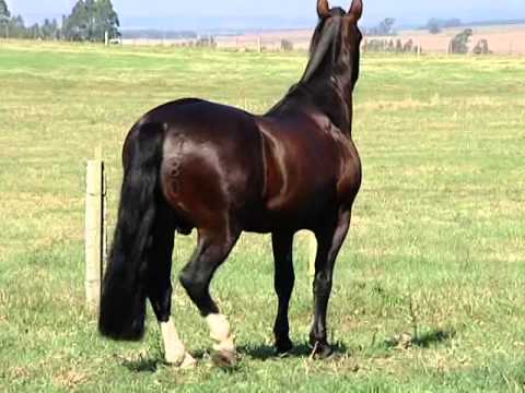 LAMBORGUINE E CARAPUÇA: FAZENDO HISTÓRIA – JOCA MARTINS