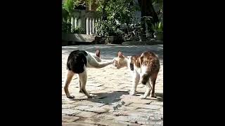 Download lagu tik tok kucing lagi kesurupan ikan embung😆 mp3