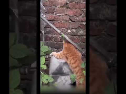 İzmir’de,bulduğu minderi yeni doğmuş yavruları için yuvasına taşıyan kedi duygulandırdı #shorts #dua