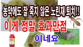 농약에도 잘 죽지 않은 노린재. 이게 정말 효과 만점입니다.(병해충 방제, 노린재 방제, 노린재 퇴치, 노린…