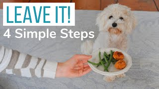 TRAIN YOUR DOG TO LEAVE ANYTHING! | Teaching our Maltipoo the "Leave It" Command in 4 Simple Steps