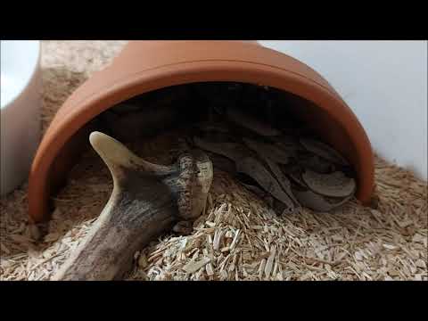 Quick Tipp 5 - Natürliche Verstecke  2 , Schlangenverstecke für klein und groß
