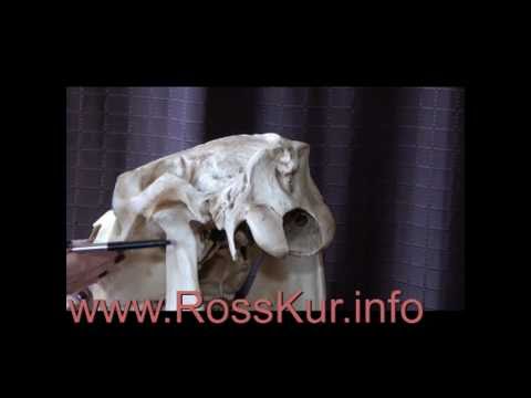 Welt der Pferdegesundheit Teil 3