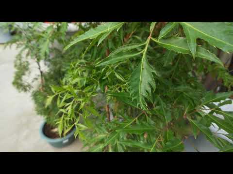 川七福祿桐風水