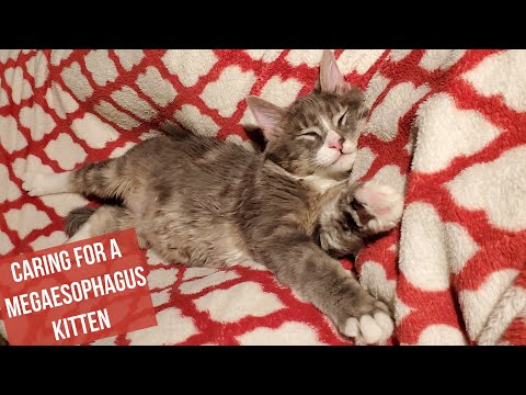 Caring For A Megaesophagus Kitten - Practical Tips & Product Links