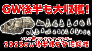 いわき市アンモナイトセンター2025ゴールデンウィーク後半体験発掘総括