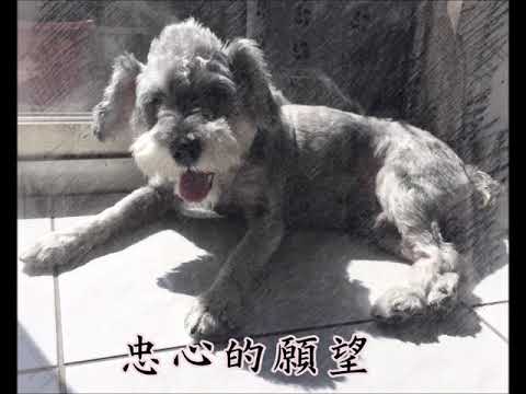 忠心的願望-108年新北市政府動物保護微電影及詞曲創作獎-入圍作品網路人氣票選活動