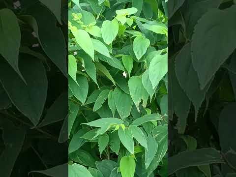 Trema micranthum/ Jamaican nettletree or capulin (झुनझुना)