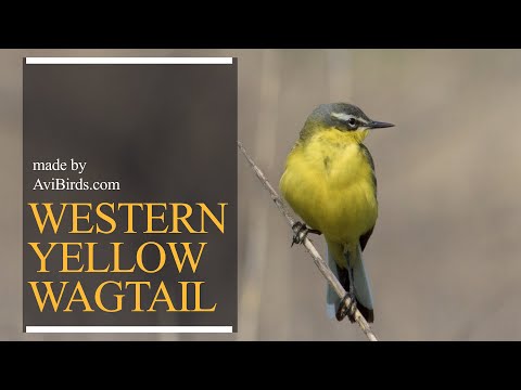 Trasochvost žltý — pobeh pri nohách dobytka („cow-bird