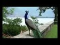 Piya Basanti Re
