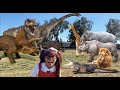 Dinosaurs And Animals For Kids Soso Brings Her Dinosaurs And Animal Toys To Life