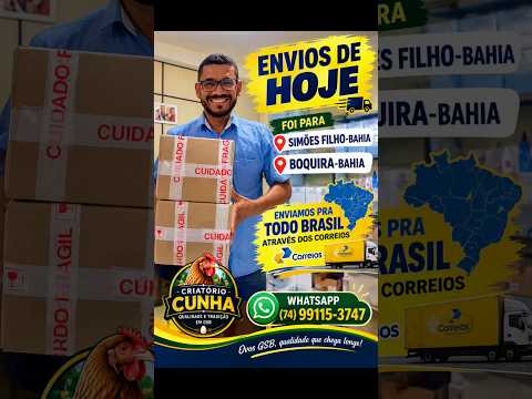 ENVIOS 🚚 DE HOJE FORAM PRA SIMÕES FILHO-BAHIA E BOQUIRA-BAHIA #criação #galinha #aves #gsb #balao