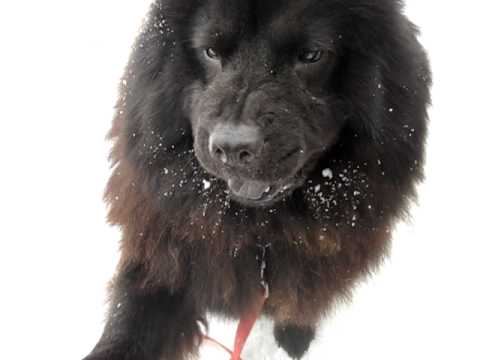 Sarabi, an adopted Chow Chow in Brewerton, NY_image-1