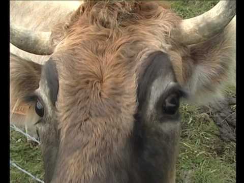 La raça aubrac