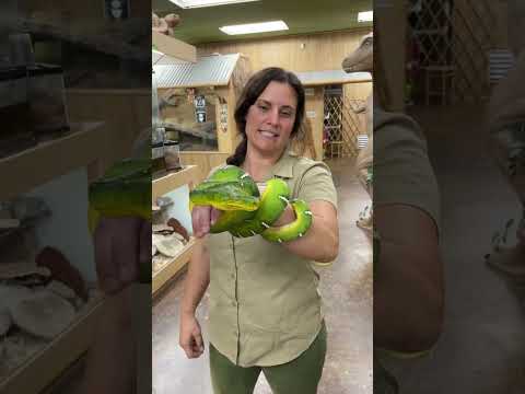 This is an Emerald Tree Boa and they catch birds right out of the Sky🤯