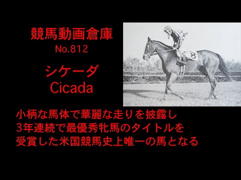 【競馬】シケーダ　Cicada【No 812】
