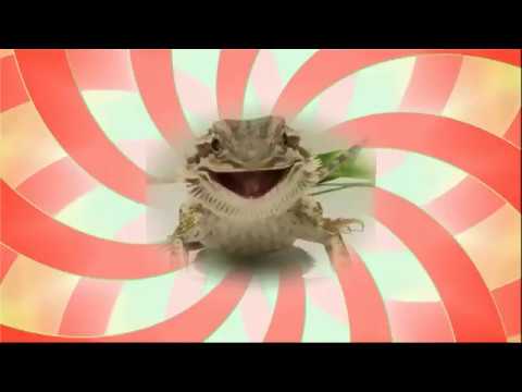 The Singing Lizard!