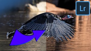 My Secret Trick To Make Wildlife Photos POP!