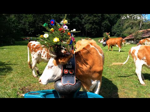 Lauterbrunnen Switzerland, Cows & Cow Parade - Alpabzug Alpabfährt | 4K UHD Video