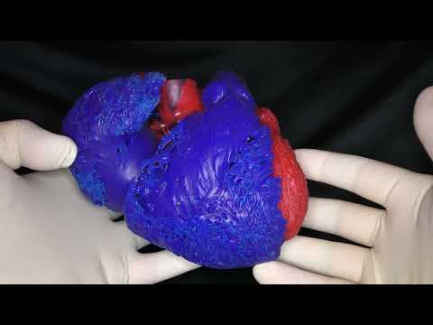 Anatomy for Electrophysiologists (2024)/ Catheter Ablations of Cardiac Arrhythmias - Maxim Didenko