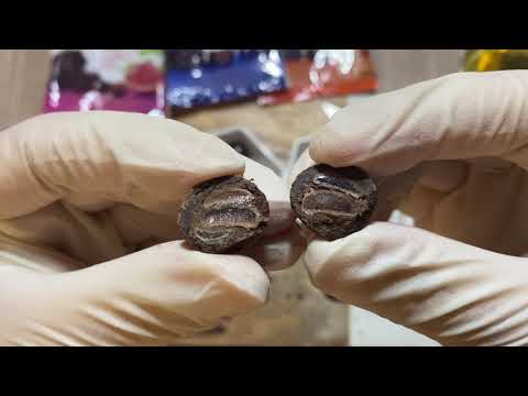 [ASMR] BROOKSIDE Dark Chocolate Pomegranate, Açai & Blueberry, Blood Orange & Peach Flavours
