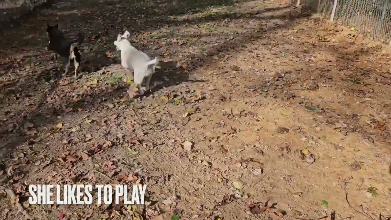 Enlarge River, a Adoptable mixed breed in Heathsville, VA video 5/5