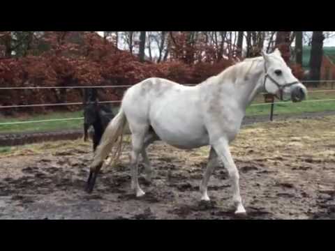 Hengstfohlen von Bonds x Caprimond