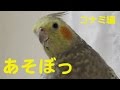 あそぼっ！ッてさそってくる…オカメインコ　コナミ編