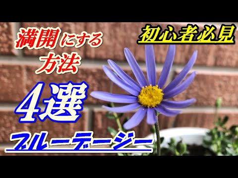 スパニッシュデイジー 植物