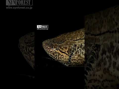 肺魚の特徴と例