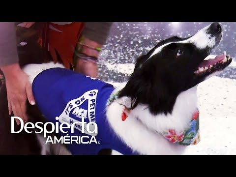 Miami Hound Machine: Therapy dogs for those with a fear of flying