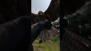 Download lagu Elang BK soar respon bagus #elang #burungjinak #shorts #elangblackkite mp3