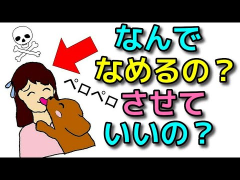 うちの犬が私の顔をなめるのはなぜですか?