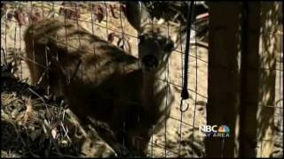 NBC News - Oakland's Wildlife Center Being Evicted - Please Help SAVE The Center!
