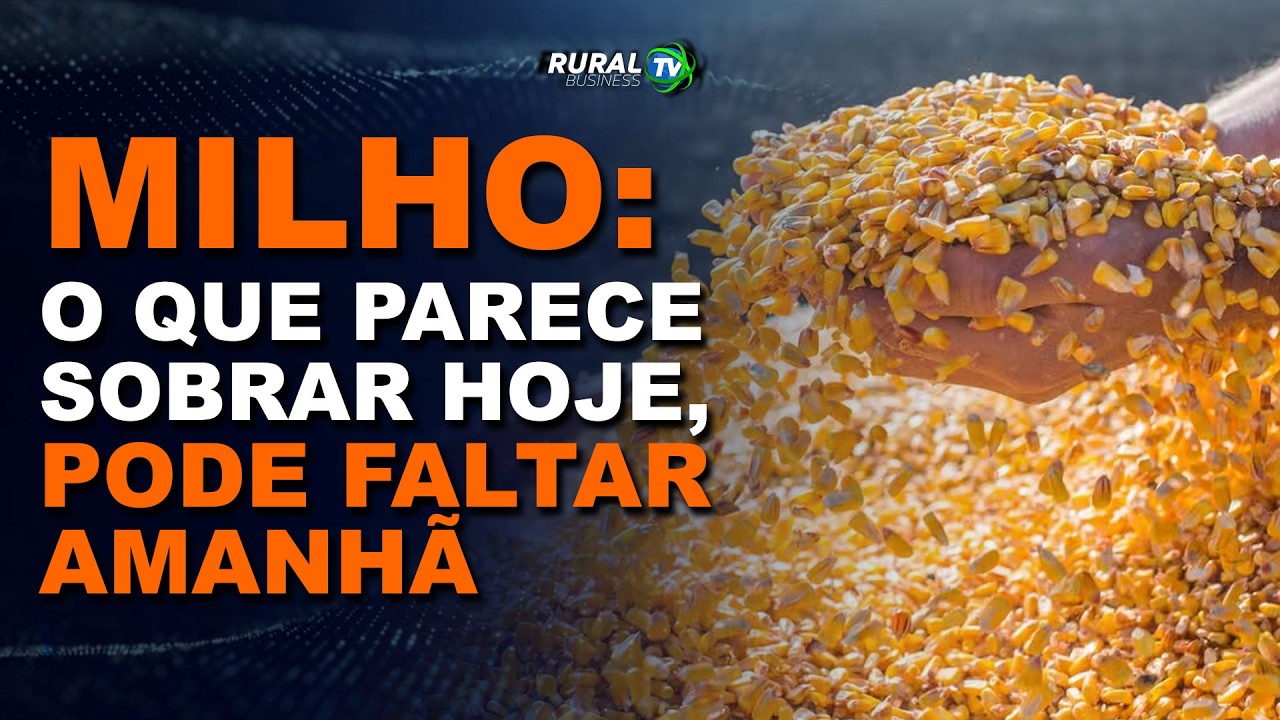 MILHO: O QUE PARECE SOBRAR HOJE, PODE FALTAR AMANHÃ