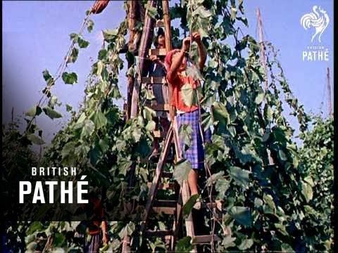 Out-Takes / Cuts From Cp 354 - 1 Of 2 - Rumanian Fishing Trip (1961)