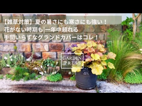 グランドカバー植物トップ 10: 庭にスタイリッシュなカーペットを敷きましょう!  庭園