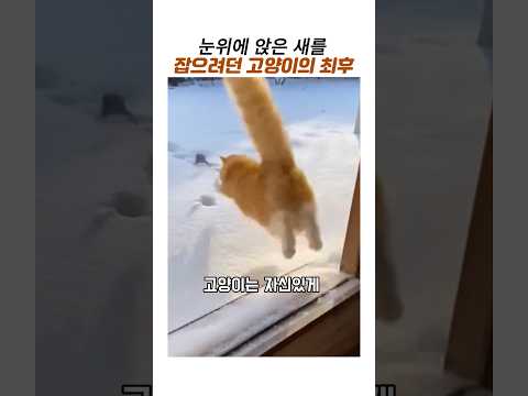 눈위에 앉은새를 잡으려던 고양이의최후