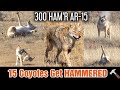 15 Coyotes Down 300 HAM'R AR-15 ( Epic Daytime Coyote Hunting )