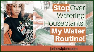 Houseplant Watering Routine (Tips To Water Your Indoor Plants & Avoid Over Watering)