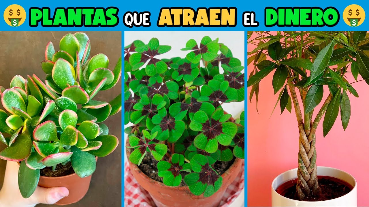 10 PLANTAS que ATRAEN el DINERO y la BUENA SUERTE 🍀