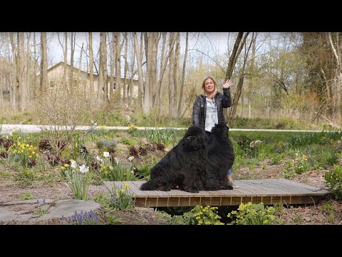 Spring garden tour 🌿 Bulbs & charming native plants