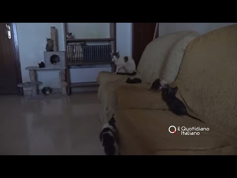 Famiglia vive con 40 gatti e altri animali in casa. I vicini: "Nauseabondo non potete capire"