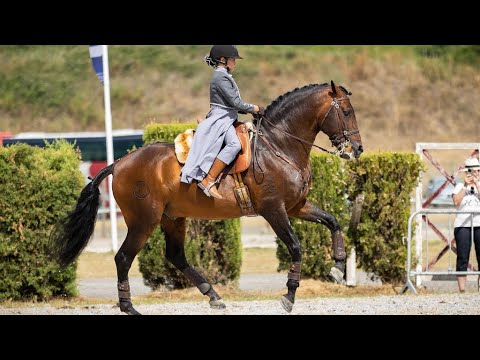 Lara e Endiabrado- Dressage Test - Working Equitation 🥇
