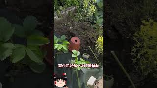 庭に畑を作ってみた【その52】#shorts