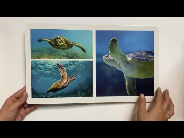 Vídeo relacionado con Animales del mar grande (LIBROS DE FOTOGRAFIA)